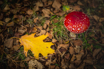 Image showing Amanita mushroom