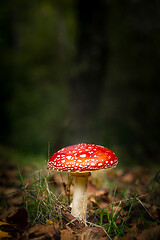 Image showing Amanita mushroom