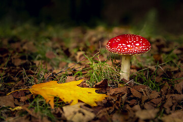 Image showing Amanita mushroom