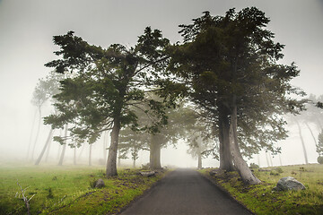 Image showing Road on a foggy morning 