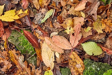 Image showing Fallen autumn leaves