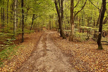 Image showing Autumn forest path