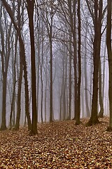 Image showing Autumn Forest Fog