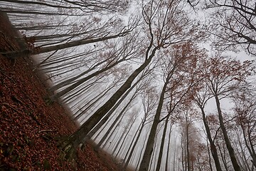 Image showing Autumn Forest Fog