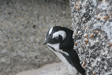 Image showing Penguin