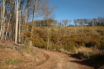 Image showing Autumn forest path