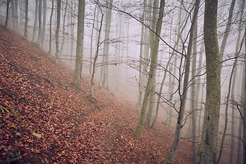 Image showing Autumn Forest Fog