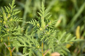 Image showing Ragweed closeup, common allergy plant