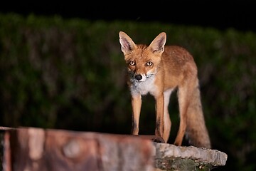 Image showing Fox at night in the countryside