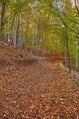 Image showing Autumn forest path