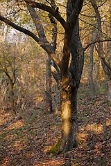 Image showing Tree Trunk in autumn