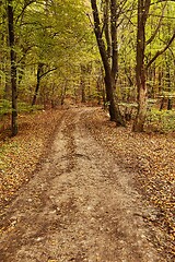 Image showing Autumn forest path