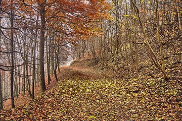 Image showing Autumn forest path between trees