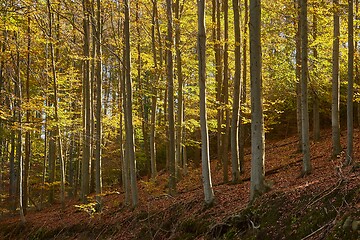 Image showing Autumn colors in a forest