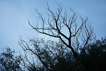 Image showing Bare tree branches