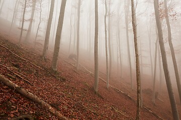 Image showing Autumn Forest Fog