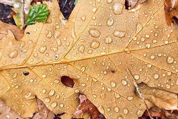 Image showing Autumn leaf on ground with raindrops