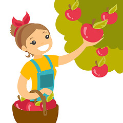 Image showing A white woman collects apples from an apple tree in a garden.