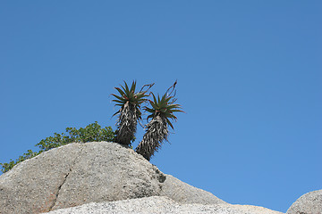 Image showing Palmtrees