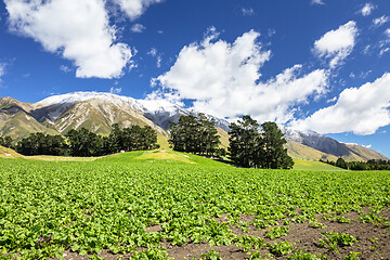 Image showing Mountain Alps scenery in south New Zealand