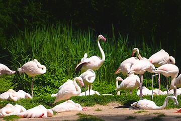 Image showing group of flamingos birds