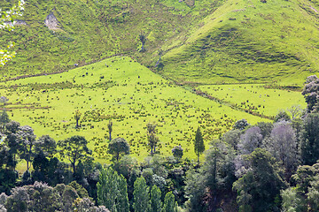 Image showing typical rural landscape in New Zealand