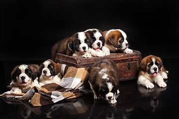 Image showing St. Bernard Puppies