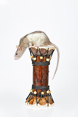 Image showing Rat And Drum