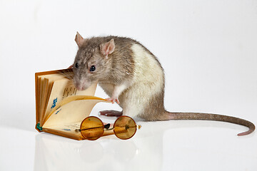 Image showing Reading Rat