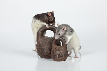 Image showing Rats And Weights