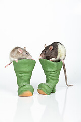 Image showing Rats And Boots