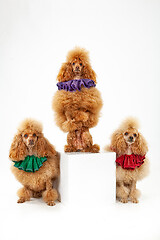 Image showing Three Poodles