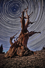 Image showing Bristlecone Pine Tree in the Forest