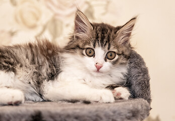 Image showing kitten lying on bed portrait