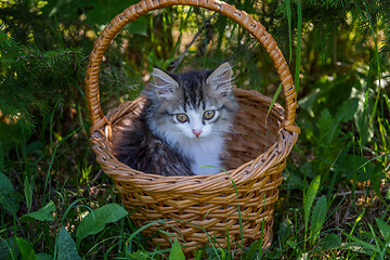 Image showing Siberian kitten portrait in the basket