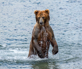 Image showing Brown bear standing in water