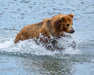 Image showing Brown bear hunts for salmon