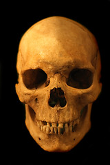 Image showing human skull