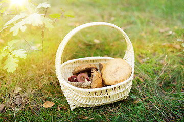 Image showing basket of mushrooms in autumn forest