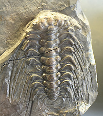 Image showing trilobite