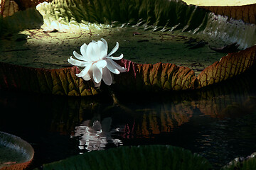 Image showing Giant water lily in botanical garden