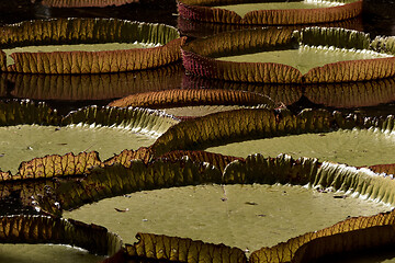 Image showing Victoria regia giant water lily pads