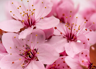 Image showing Cherry blossom flowers