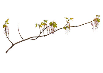 Image showing Spring tree branch with flowers on white