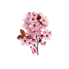 Image showing Spring tree branch with flowers on white