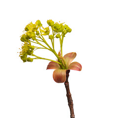 Image showing Spring tree branch with flowers