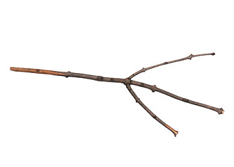 Image showing Dry tree branch on white