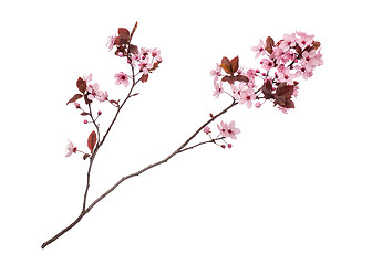 Image showing Spring tree branch with flowers on white