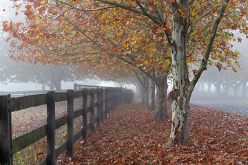 Image showing Rows of trees on foggy autumn morning in rural countryside