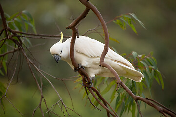 Image showing Sulphur crested cockatoo on a gum tree in bush land